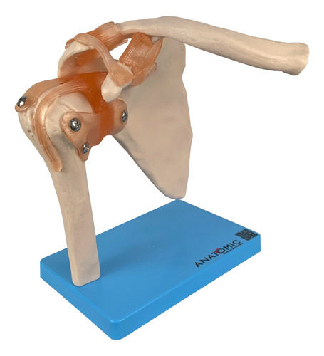 Articulação Do Ombros Com Ligamentos