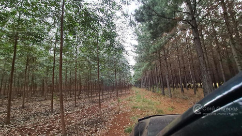 Imagen 4 de 8 de Se Vende Chacra Sobre Ruta 4. Pegada Al Pueblo. Ideal Loteo- Bonpland. Misiones