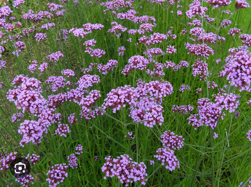 Verbena Bonaerensis.maceta 4lts.vivero Candela .productor