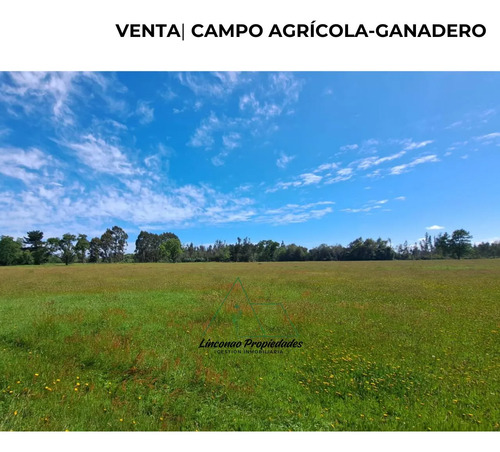Oportunidad Campo 52 Ha En Freire Con Gran Proyeccion
