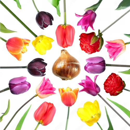 Bulbos De Tulipanes Preplantados Imp. Holanda X 5 Bulbos