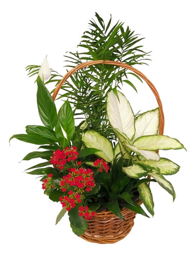Ramo Floral Para Funeral Planta