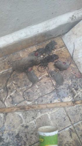 Imagen 3 de 5 de Fumigaciones Y Control De Plagas Zona Oeste Ratas Cucarachas