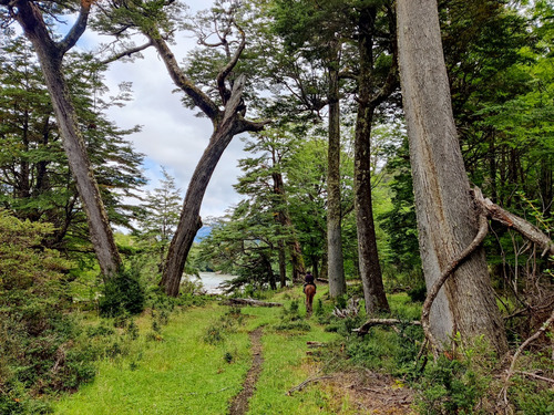 Campo De 297 Hectáreas Cercano A Cerro Castillo Con Río