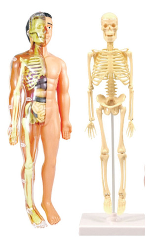 Modelo Anatomico 3d Del Cuerpo Humano P/armar Educativo