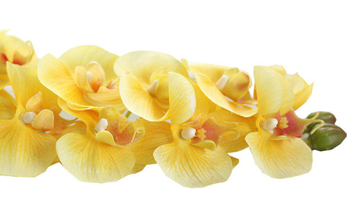 Orquídea De Simulación En U, Rama De Phalaenopsis, Hogar Y J
