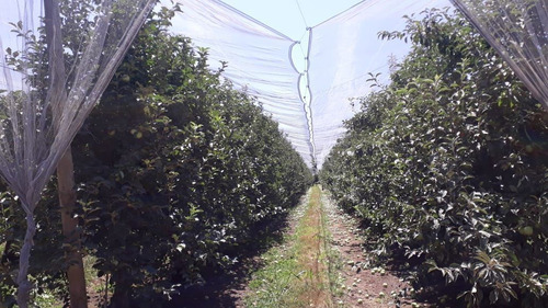 Campo Frutícola En Venta En Linares