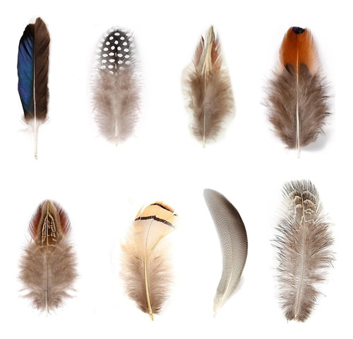 Plumas De Faisán Naturales Con 80 Plumas