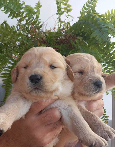 Imagem 2 de 5 de Golden Retriever Super Promoção