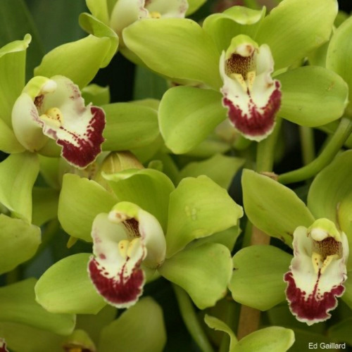 Sementes De Orquídea Cymbidium Verde - Rara - 12 Sementes