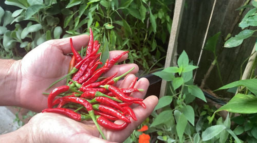 600 Semillas De Chile De Arbol F1