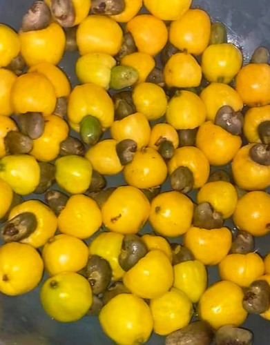 Cajuzinho Do Cerrado Cajuí ( 30 Sementes Selecionadas )
