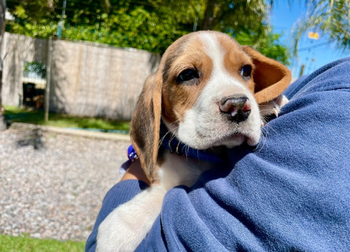 Cachorros Beagle Tricolores 