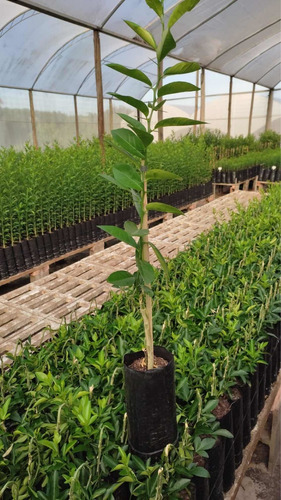 Imagem 3 de 8 de Muda De Limão Cravo Enxertada 60cm Produz Em 1ano