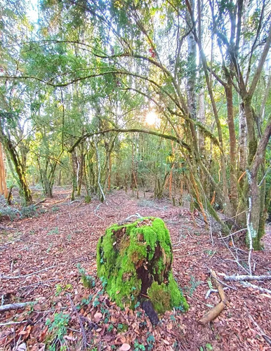 Panguipulli Venta De Lotes Sector Los Tayos