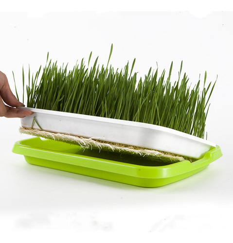 Ye Bandeja Germinação Plantas Bandejas Germinação Bandeja
