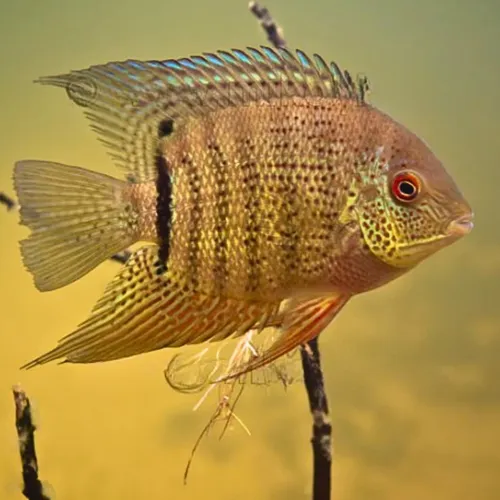 Heros Severum (1 Unidad)