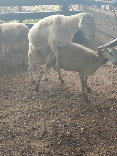 Ovejas White Dorper (Usado)