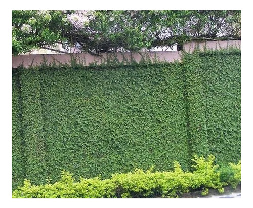 Ficus Pumila Terrario Planta Trepadora