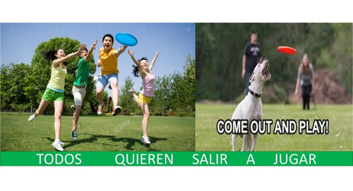 Imagen 7 de 8 de Perro Mascota Juega Disco Volador Frisbee Entrena Divertido