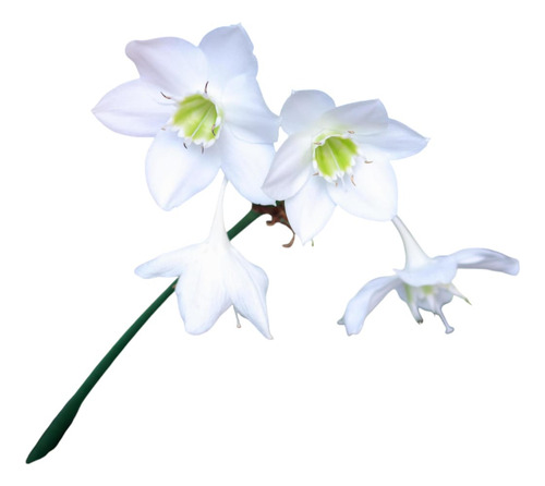 Narciso (eucharis Amazonica) 4pz