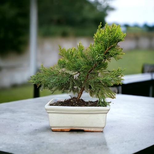 Bonsai Junipero Chinensis Turulosa N3 10 Años Domestic Bons