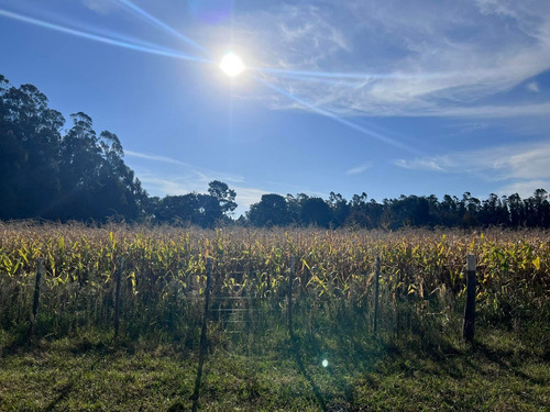 Imagen 9 de 14 de Venta Campo 115 Hectareas Ganadero Con Casco 700 Mts