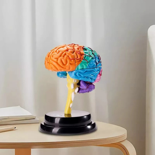 Modelagem Funcional De Ferramentas De Anatomia Cerebral C