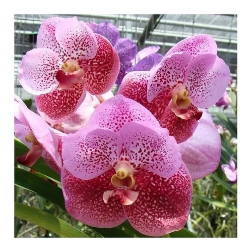 5 Mudas Jovem Lindas Orquídea Vanda Na Promoção Frete Grati | Parcelamento  sem juros