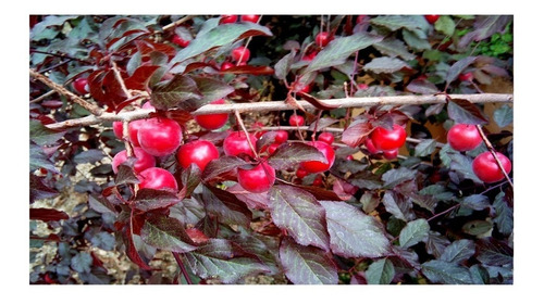 Imagen 4 de 5 de Arbolitos De Ciruelo Rojo Japones