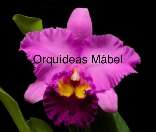 Imagen 3 de 8 de Cattleyas Orquídeas