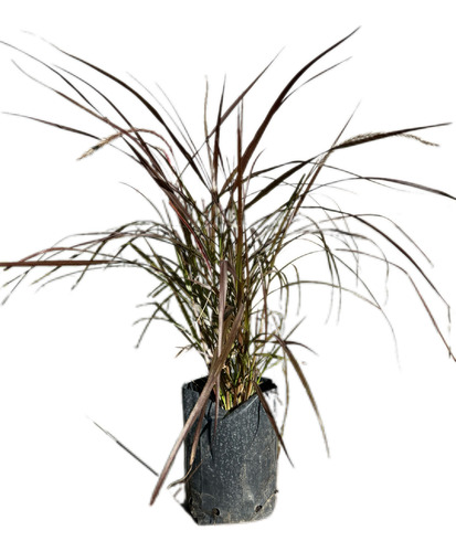 Pennisetum Rubra Cola De Zorro 3lts Graminea Ocre