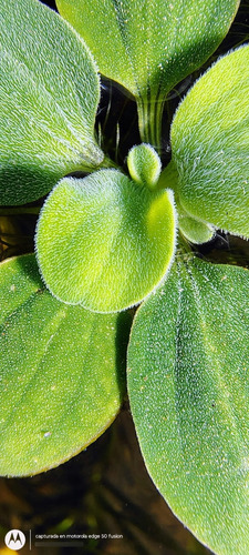 Paquete Plantas Acuáticas 5 Lechuga Agua Y 5 Valliserias