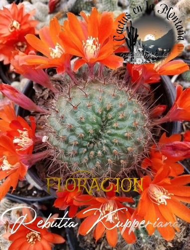 Rebutia Kupperiana -cactus Individual Cultivado En 3pulgadas