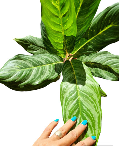 Aglaonema Crispum