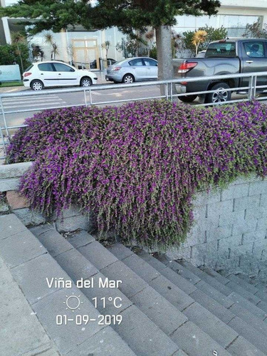 Concón Alto