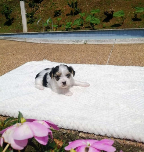 Cachorro Yorkie Beawer Blanc Tricolor