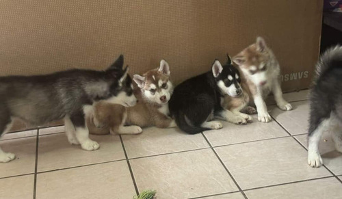 Cachorros Husky Siberianos, Vacunados Y Desparasitados