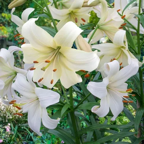 Lilium Doble/ Azucena / Fragante / Bulbo De Flor