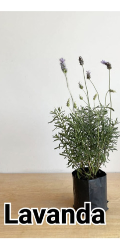 Lavanda  Inglesa 40 Cm 