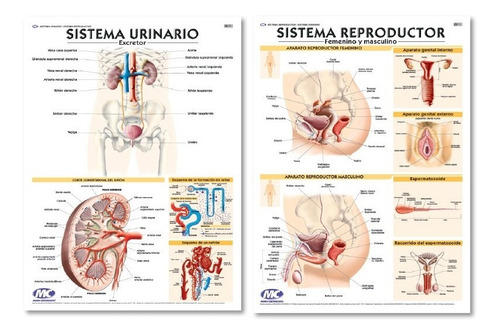 Cerebro Humano Con Arterias Encefalo