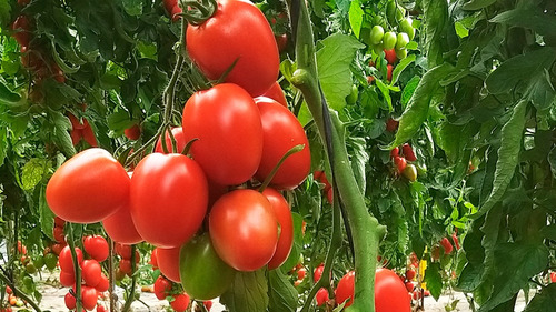 500 Semillas De Tomate Perita