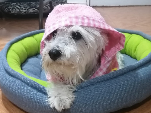 Imagen 6 de 9 de Bata De Baño Con Gorro Para Perro T1 Varios Colores Dogmania