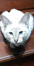 Comprar Gatitos Siameses (retiras Ya)