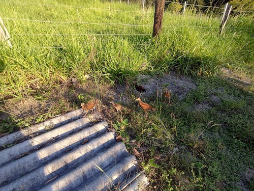 Imagem 6 de 30 de Chácara 16000m2, Casa Sede 100m2, 3 Dormitórios, 1 Suíte, Cozinha Americana, Pomar Formado, Poço Artesiano, Ótima Localização - Ch00232 - 70722519