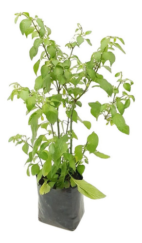 Planta Chile Habanero