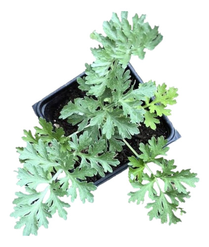 Planta Ajenjo Vivo