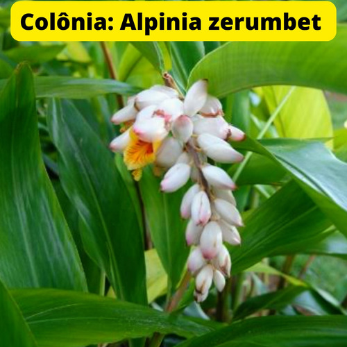 Chá De Colonia/ Alpinia Zerumbet Orgânico 100gr
