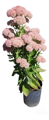 Sedum Spectabilis