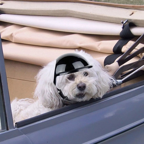 Lj Casco For Perros Con Gorra De Seguridad For Mascotas